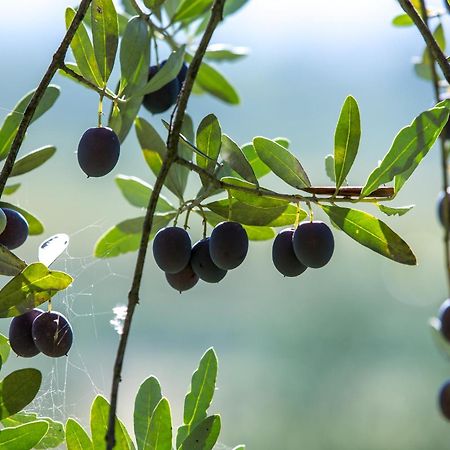 Cividale del Friuli Azienda Agricola Moschioni מראה חיצוני תמונה