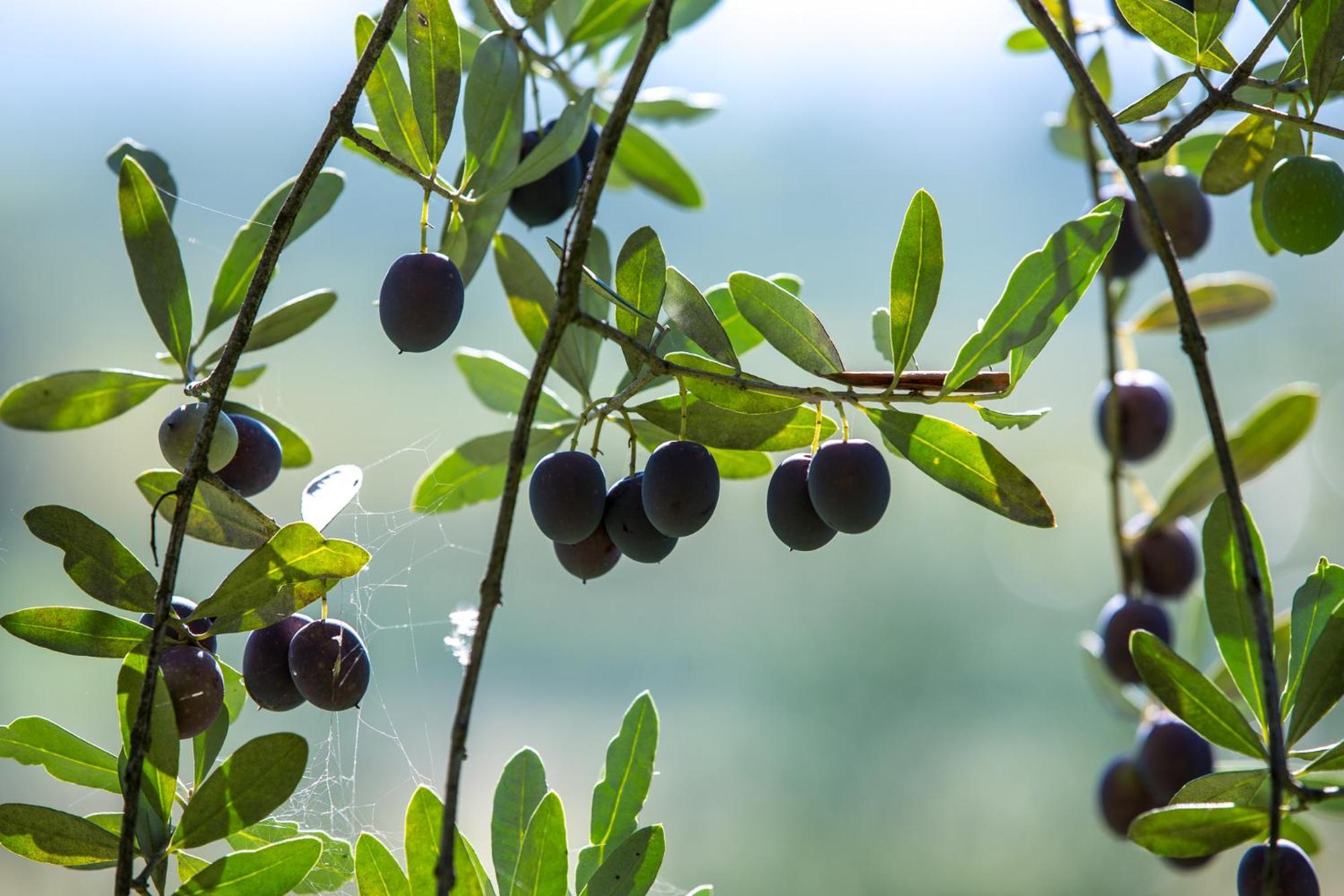 Cividale del Friuli Azienda Agricola Moschioni מראה חיצוני תמונה