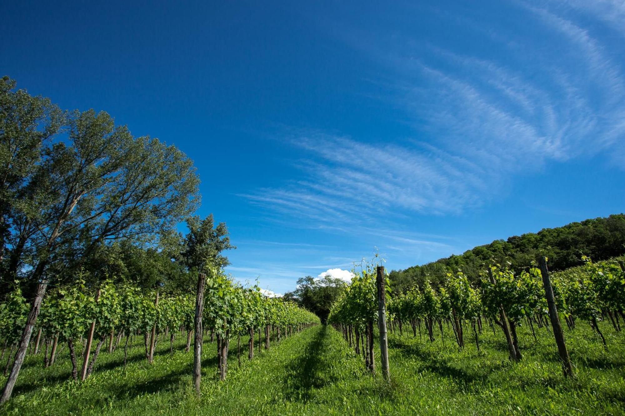 Cividale del Friuli Azienda Agricola Moschioni מראה חיצוני תמונה