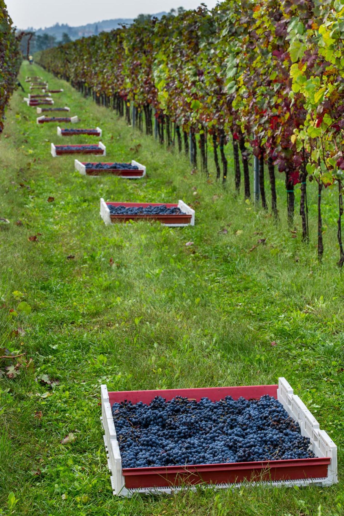 Cividale del Friuli Azienda Agricola Moschioni מראה חיצוני תמונה
