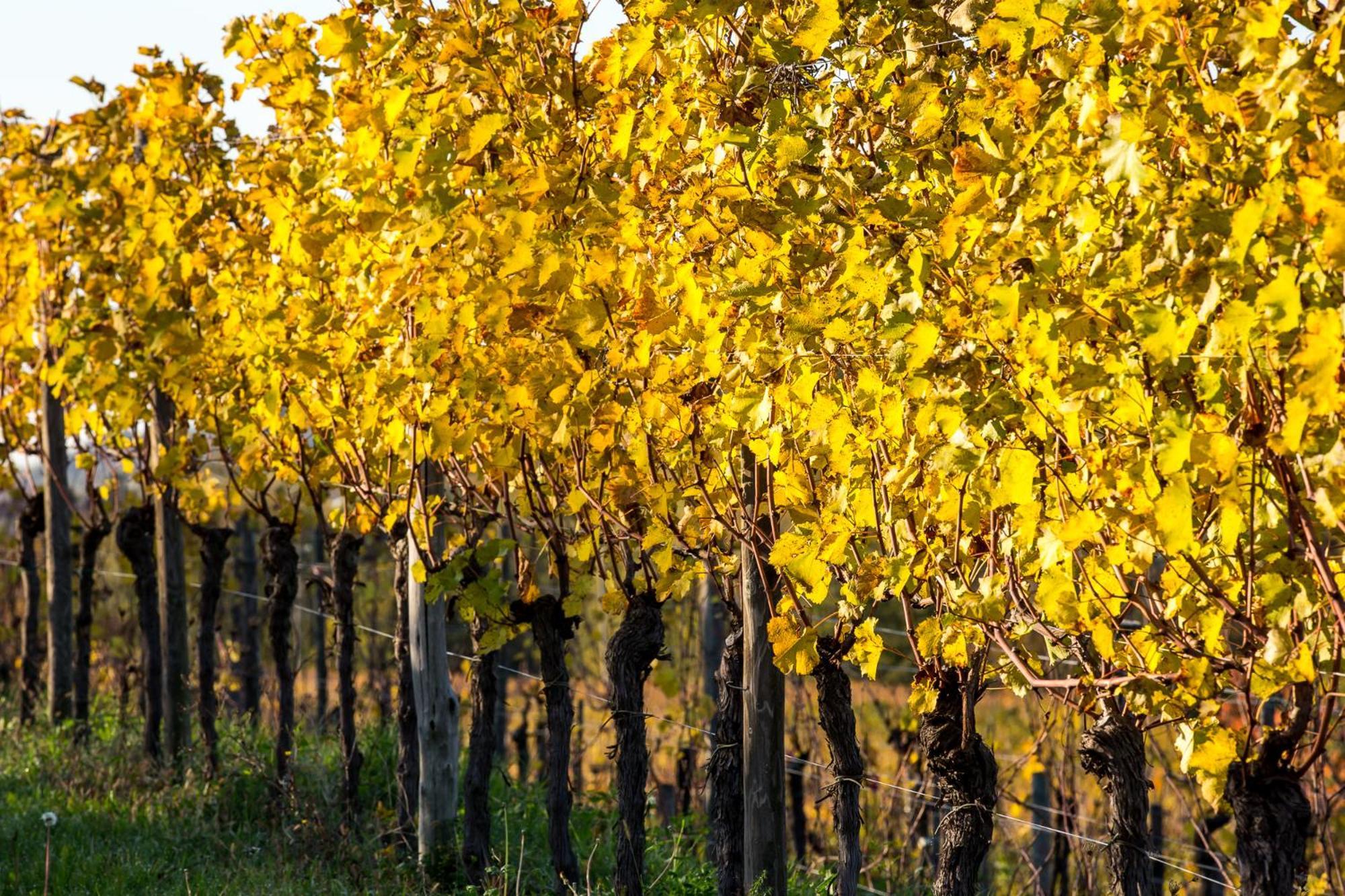 Cividale del Friuli Azienda Agricola Moschioni מראה חיצוני תמונה