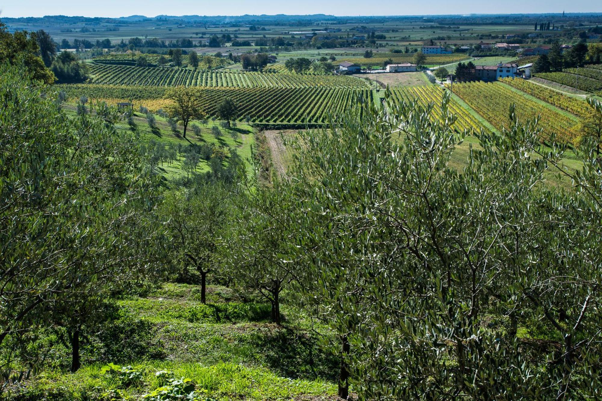 Cividale del Friuli Azienda Agricola Moschioni מראה חיצוני תמונה